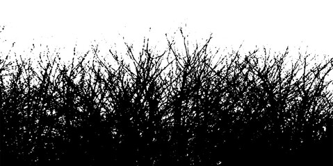Realistic silhouettes of trees from nature.Realistic silhouette of a Bush with bare branches