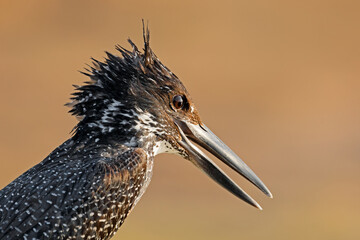Portrait of an alert giant kingfisher (Megaceryle maxima), Kruger National Park, South Africa