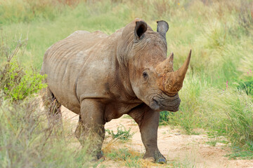 Fototapeta premium An endangered white rhinoceros (Ceratotherium simum) in natural habitat, South Africa