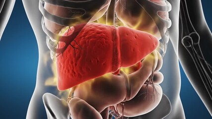 Anatomical Illustration Of The Human Liver And Digestive System In A Transparent View With Red And Yellow Highlights - Powered by Adobe