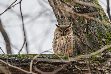 Long-eared owl (Asio otus), looking forward with wide opened eyes