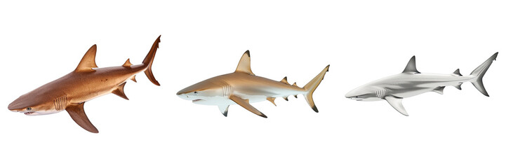Obraz premium Three sharks of different colors isolated on a bright background. Each shark appears to be swimming
