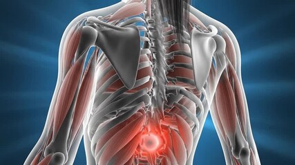 Medical Anatomy Illustration Of The Human Back Showing Muscular Skeletal Structure With Highlighted Pain Area