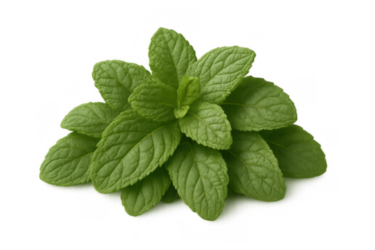 Fresh green mint leaves sprig on transparent background providing aromatic flavor for culinary and refreshing drinks