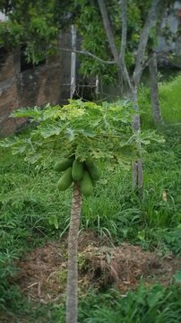 green powpow on a tree