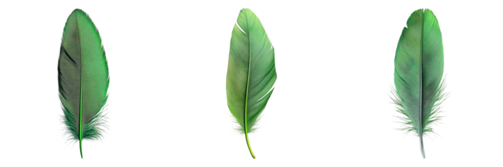 Three lush green feathers arranged against the bright background, evoking a sense of lightness and elegance. The feathers vary slightly in shape and shade