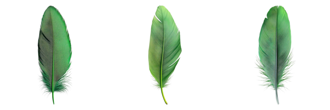 Three lush green feathers arranged against the bright background, evoking a sense of lightness and elegance. The feathers vary slightly in shape and shade