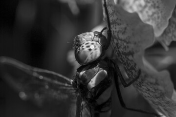 Dramatic black and white macro closeup of dragonfly head. This intense insect wildlife in nature shows detailed animal features in striking monochrome style
