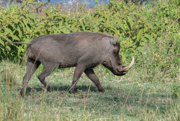 Large male warthog (Phacochoerus africanus) walking purposefully across the open grasslands of Lake Nakuru National Park, Kenya.