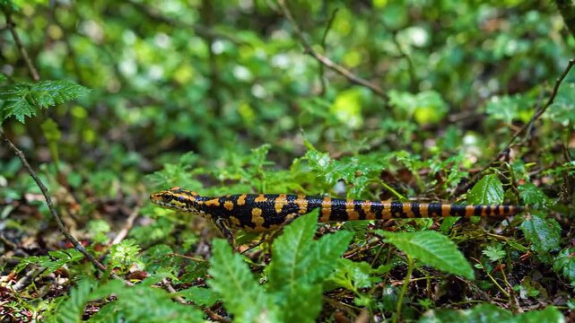 Colored lizards crawling in the forest Tiger-striped blunt-mouthed salamanders shuttle green plants