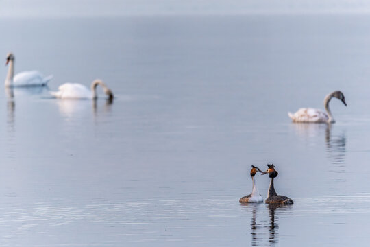 Mating games of two water birds Great Crested Grebes. Two waterfowl birds Great Crested Grebes swim in the lake with heart shaped silhouette