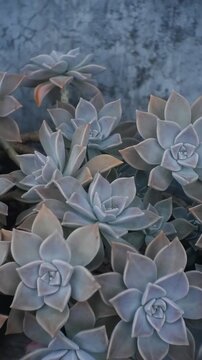 close up of a cactus