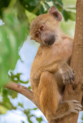 Juvenile baboon (Papio cynocephalus) perched on a tree branch in the coastal forest near Shimoni, Kwale County, Kenya. This young primate is captured in a moment of quiet observation, highlighting its