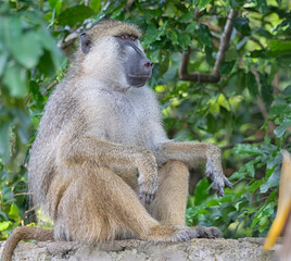Adult male baboon (Papio cynocephalus) resting in the coastal forest edge near Shimoni, Kwale County, Kenya.