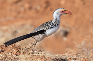 Red-billed hornbill (Tockus erythrorhynchus) captured in dynamic motion as it leaps across the forest-savannah floor in Tsavo East National Park, Kenya.