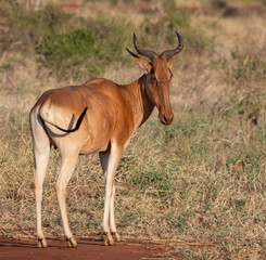 Coke’s hartebeest (Alcelaphus buselaphus cokii) standing alert in the open savannah of Tsavo East National Park, Kenya.