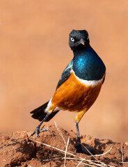 Superb starling (Lamprotornis superbus) posing on the red soil ground of Tsavo East National Park, Kenya. The image highlights the bird’s vibrant feathers