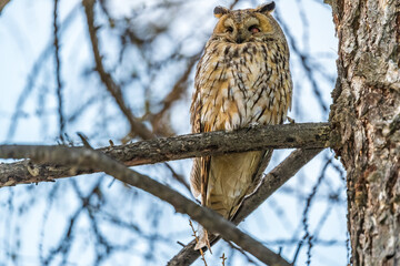 Long-eared owl (Asio otus), looking forward with wide opened eyes