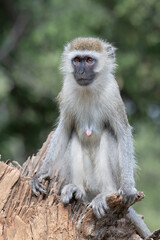 Vervet Monkey (Chlorocebus pygerythrus) in Tsavo East National Park, Kenya
