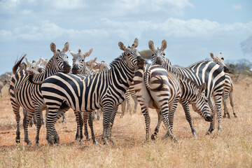The group of Grant's zebras (Equus quagga boehmi) in Tsavo East National Park, Kenya, Africa