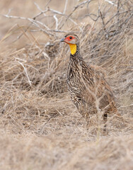 Yellow-necked spurfowl (Pternistis leucoscepus) standing alert in the dry savannah grasslands of Tsavo East National Park, Kenya.