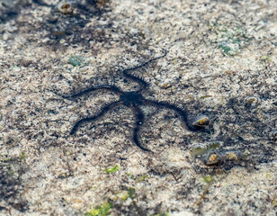 Black brittle star (Ophiocomina nigra) exposed on wet sand during low tide at Watamu Beach, Kenya. This echinoderm, with its slender, flexible arms, is captured in a rare intertidal moment.