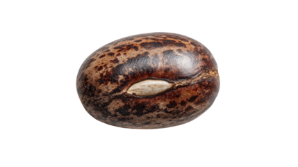 Single bean seed with visible texture and natural imperfections isolated on a Transparent background, PNG file.