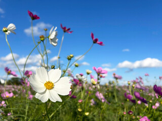 白色のコスモスと穏やかな青空