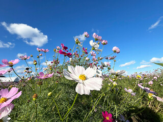 咲き乱れるコスモスと爽やかな青空