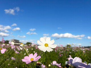 日差しを浴びるコスモスと爽やかな青空