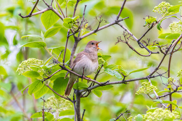 Thrush Nightingale, Luscinia luscinia. A bird sits on a tree branch and sings