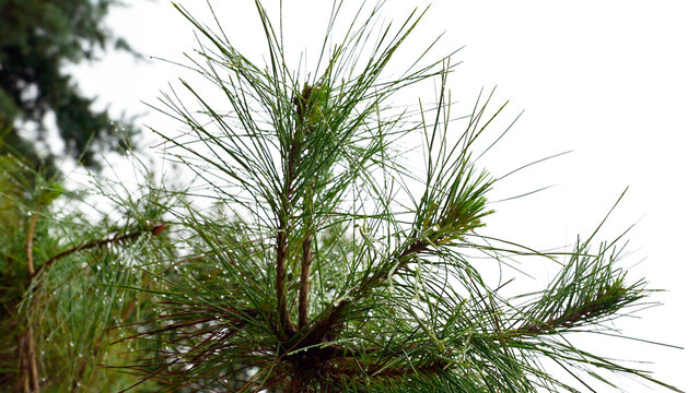 Fresh Pinus densiflora pine needles covered with sparkling raindrops after rainfall