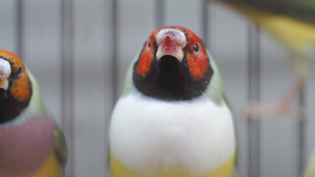 Colorful finches in close-up view at local bird shop