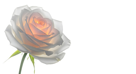 Close up of a white rose with orange center petals on transparent background