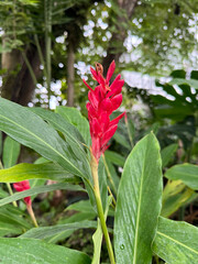 レッドジンジャーの花