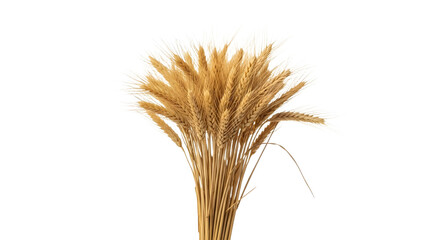 A bunch of wheat stalks on transparent background