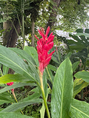 レッドジンジャーの花
