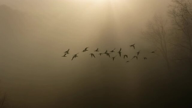 Una bandada de p&aacute;jaros vuela a trav&eacute;s de una densa niebla matutina con el sol brillando desde arriba, creando una escena et&eacute;rea y misteriosa en la naturaleza.