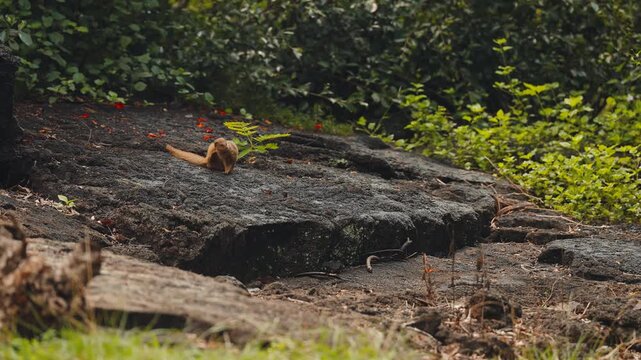 A civet standing on a rock observing its surroundings.