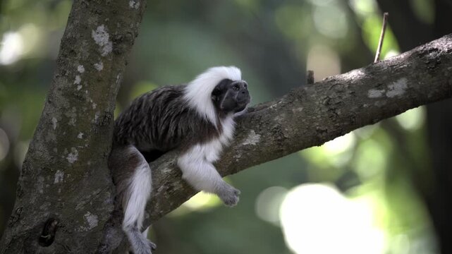 A Cotton Top Tamarin Monket on a tree branch