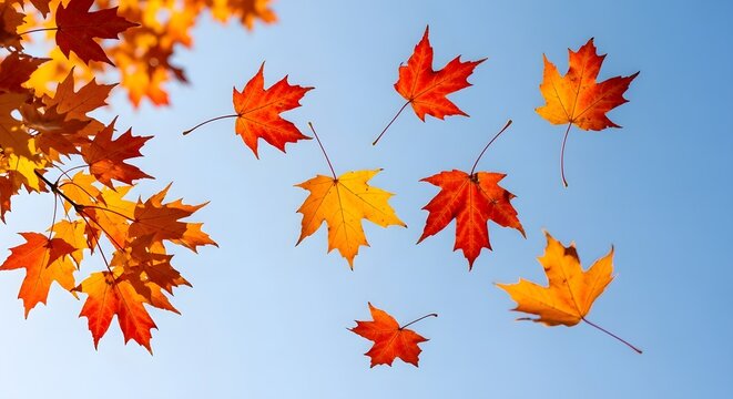 Ultra-realistic depiction of vibrant autumn maple leaves, brilliantly illuminated and captured mid-fall against a clear blue sky, evoking the season's beautiful transition