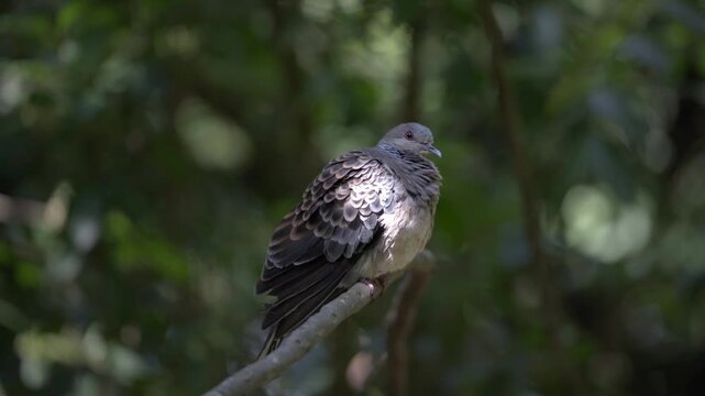 Rufus Turtle Dove Bird Standing Still on a Tree Branch