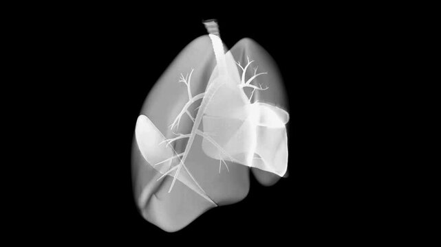 Medical animation of human lungs with visible bronchi rotating on black background. X-ray or MRI style for health concepts