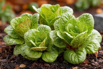 The benefits of crop rotation in sustainable agriculture practices for enhanced soil health