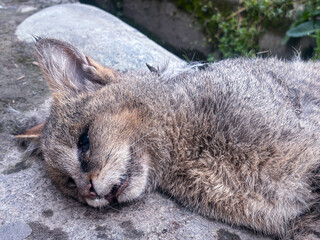 A closeup photo of a dead cat in a street. A cat die due to serve cold weather or cat died due to poisonous food consumption. A vehicle hit a cat and cat died. Save animals concept