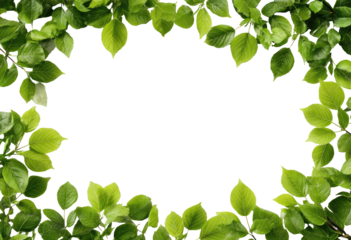 Foliage frame. Green leaves surround a black oval space