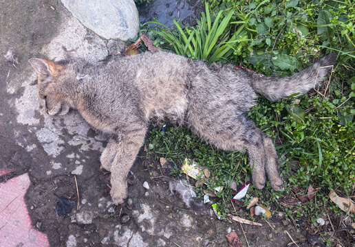 A closeup photo of a dead cat in a street. A cat die due to serve cold weather or cat died due to poisonous food consumption. A vehicle hit a cat and cat died. Save animals concept