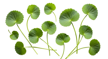 Green gotu kola leaves isolated on white background on transparent background