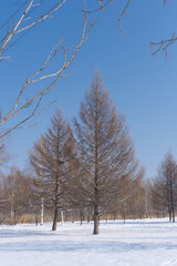 Frozen nature of Siberia in winter