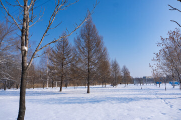Frozen nature of Siberia in winter